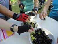 Obstverkostung bei Johannas Eltern
