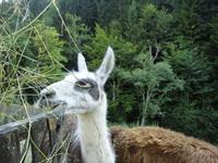 Lama, Tscheppaschlucht