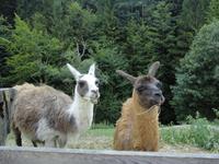 lustige Lamas, Tscheppaschlucht