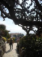 Exot_Garten_Monaco_2