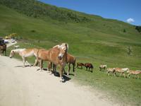 Wanderung auf dem Zettersfeld