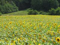 Wanderung - Drei Brücken im Jauntal