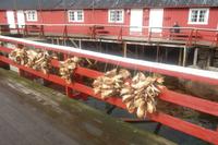 Getrocknete Fischköpfe werden exportiert