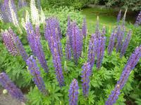 Botanischer Garten in Akureyri