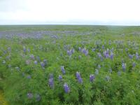 Alaska Lupinen