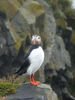 Papageientaucher an der Südküste