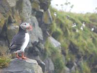 Papageientaucher an der Südküste