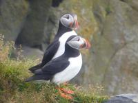 Papageientaucher an der Südküste