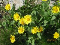 IMG_3523 Blumenmeer auf dem Niesen