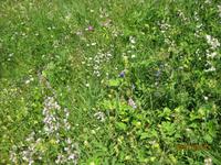 IMG_3540 saftige Bergwiesen