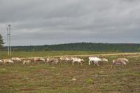 Rentiere - Näköalaravintola - Aussichtspunkt über die Wälder Lapplands (bei Saariselkä)