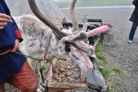 Sami Nils mit seinem Rentier