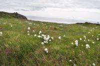 Orchideenwiese in Å i Lofoten mit Wollgras