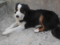 Hund in Les Baux-de-Provence 