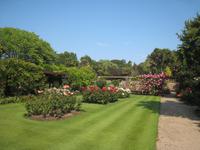 Rosengarten im Howard Davis Park in St.Helier