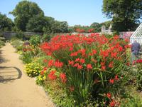 Montbretien im Garten Seigneurie