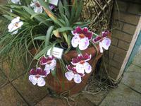 Orchidee in der Eric Young Fundation