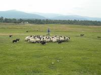 Schäfer Neil Ross in Kincraig