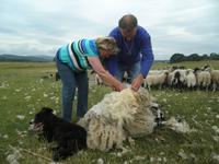 Schäfer Neil Ross in Kincraig