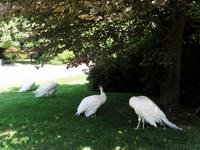 Isola Madre - auch hier gibt es weiße Pfauen ...