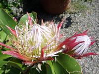 Isola Madre Protea