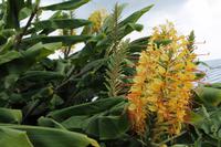 Sao Miguel: Zieringwer