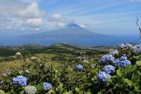 Faial: Krater Caldeira - Blick zum Pico, Hortensienblüte