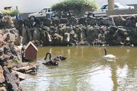 Faial: Horta - Platz der Republik - schwarzweißer (Enten-)Schwan :-)