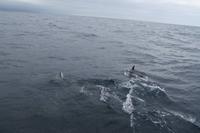 Sao Miguel: Walbeobachtung - Delfine