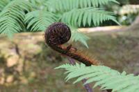 Sao Miguel: Furnas - Park Terra Nostra - Baumfarn