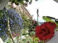 Blumenpracht in Stavanger