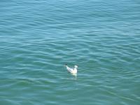 Chiemsee -  Möwe