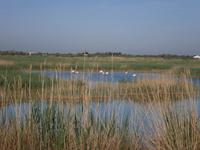Camargue