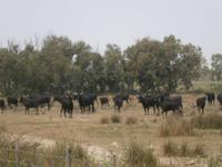 Camargue