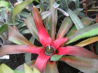 Jardins Suspendus, Le Havre