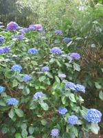 Hortensien in Vauville