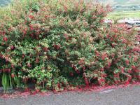 meterhohe Fuchsienhecken  prägen die Dingle Halbinsel