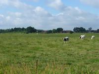 Die berühmten Blauen Belgier 