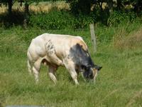 Die berühmten Blauen Belgier 