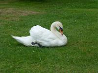 Schwan beim Schloß d’Aertrycke 