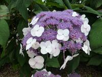 Idyllische Natur Flanderns