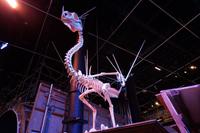 das Drachenskelett aus Lockharts Unterricht