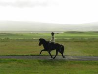 Vorführung des Tölt