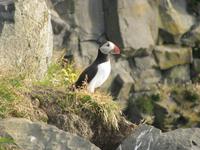Papageitaucher - endlich aus der Nähe!