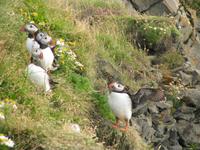 Ausgebreitete Flügel