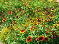 Internationale Gartenschau in Hamburg