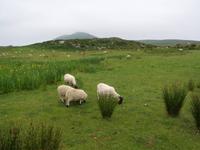 Ring of Kerry