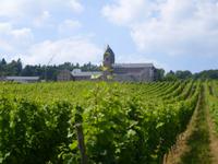 wir fahren durch die Weinberge in Rüdesheim