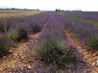 Der Duft der Provence