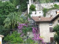 tropische Pflanzen, Limone